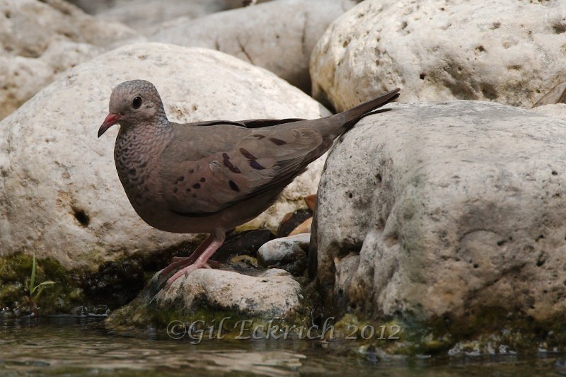 Common Ground Dove 2012-05-05_3.jpg